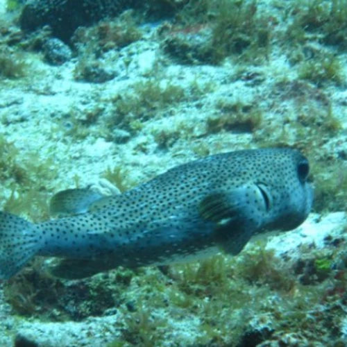 El Islote Reef Cozumel Dive Site