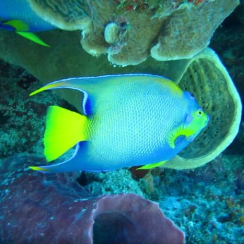 El Islote Reef Cozumel Dive Site