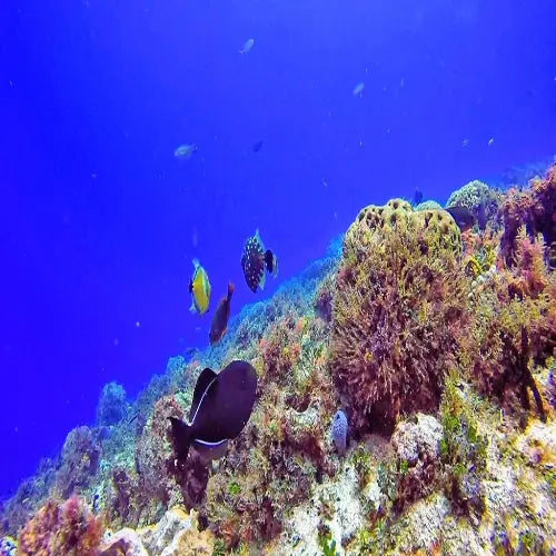 La Francesa Reef Cozumel Dive Site