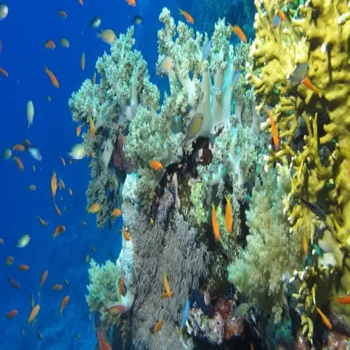 La Francesa Reef Cozumel Dive Site