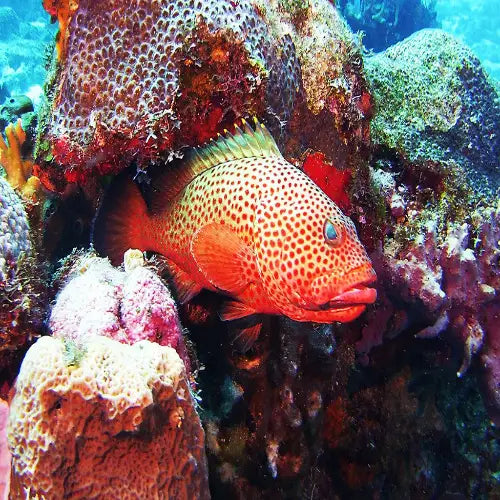 La Francesa Reef Cozumel Dive Site