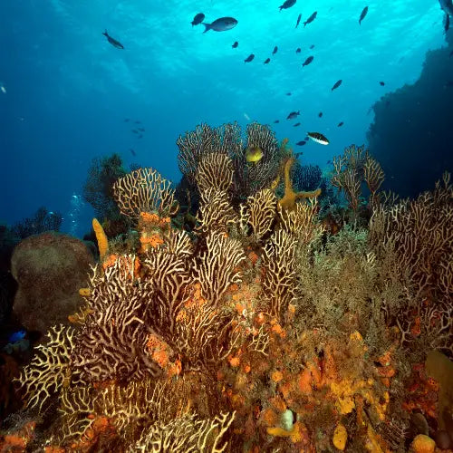 La Francesa Reef Cozumel Dive Site