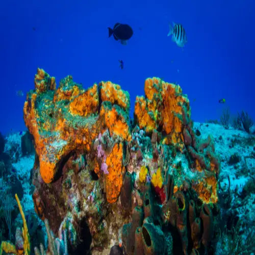 La Francesa Reef Cozumel Dive Site