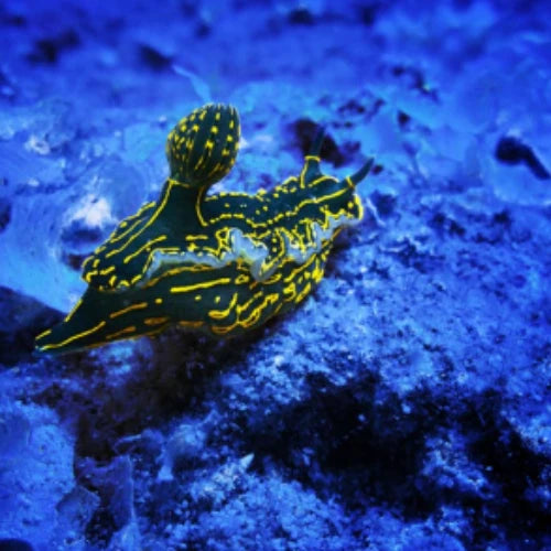 La Francesa Reef Cozumel Dive Site