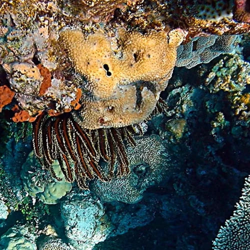 Los Atolones Reef Cozumel Dive Site
