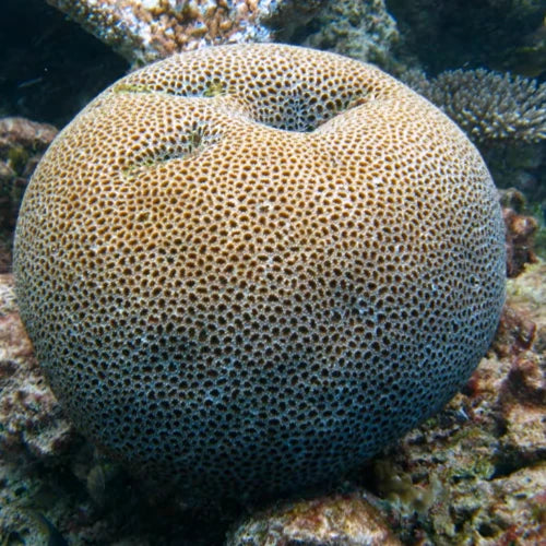 Los Atolones Reef Cozumel Dive Site