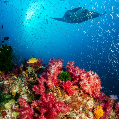 Los Atolones Reef Cozumel Dive Site