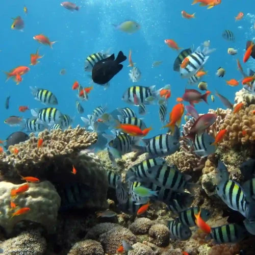 Los Atolones Reef Cozumel Dive Site