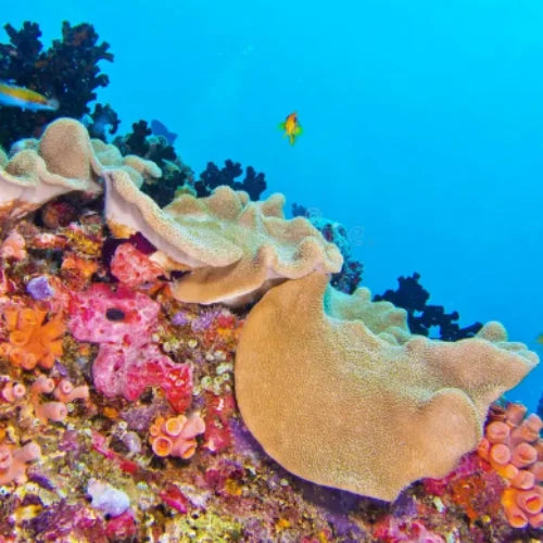 Los Atolones Reef Cozumel Dive Site