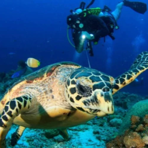 Maracaibo Reef Cozumel Dive Site