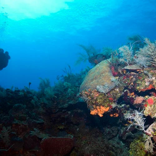 Maracaibo Reef Cozumel Dive Site