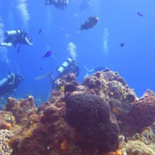 Maracaibo Reef Cozumel Dive Site