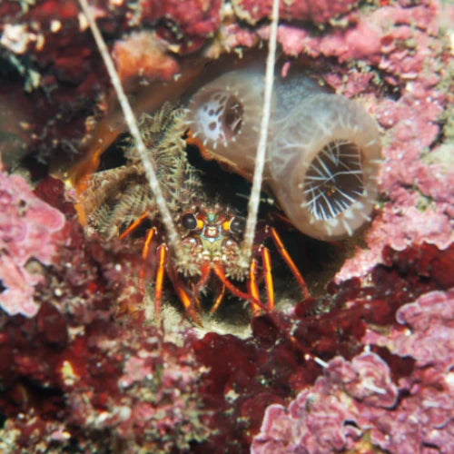 Maracaibo Reef Cozumel Dive Site