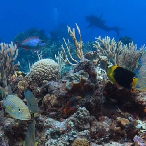 Maracaibo Reef Cozumel Dive Site