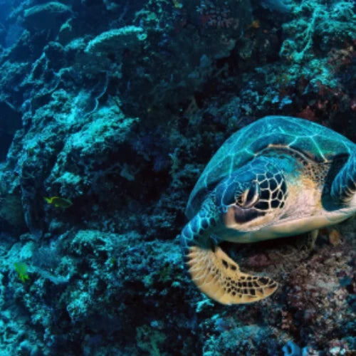 Maracaibo Reef Cozumel Dive Site