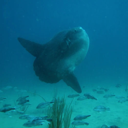 Molas Shallow Reef Cozumel Dive Site