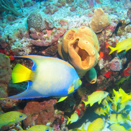 Palancar Bricks Reef Cozumel Dive Site
