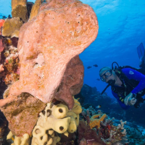 Palancar Bricks Reef Cozumel Dive Site