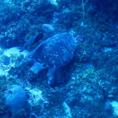 Palancar Bricks Reef Cozumel Dive Site