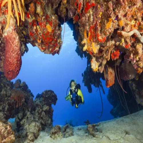 Palancar Caves Reef Cozumel Dive Site