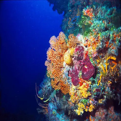 Palancar Caves Reef Cozumel Dive Site