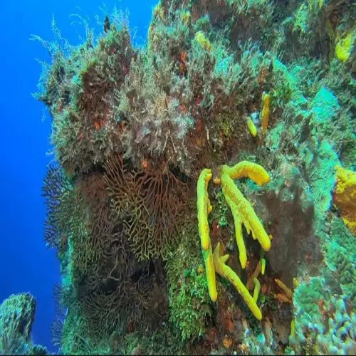 Palancar Caves Reef Cozumel Dive Site