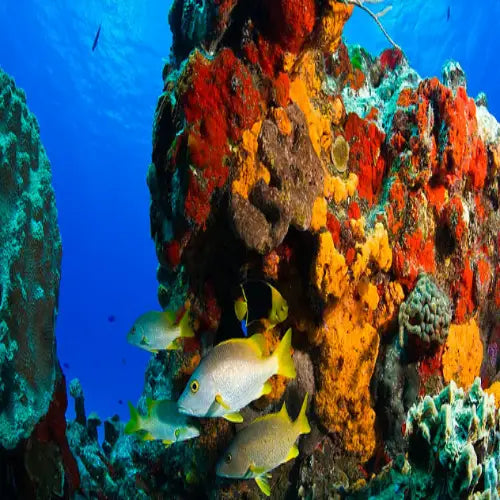 Palancar Caves Reef Cozumel Dive Site
