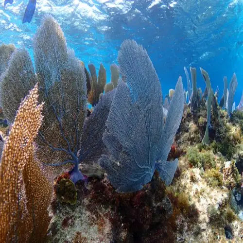 Palancar Caves Reef Cozumel Dive Site