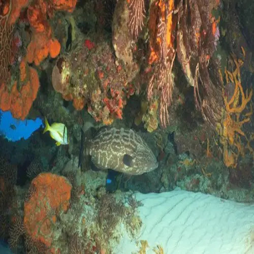 Palancar Gardens Reef Cozumel Dive Site