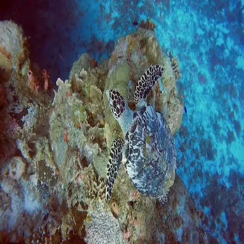 Palancar Gardens Reef Cozumel Dive Site