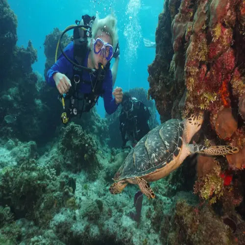 Palancar Gardens Reef Cozumel Dive Site