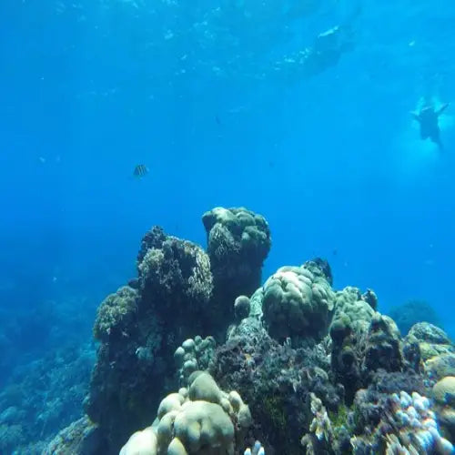 Palancar Gardens Reef Cozumel Dive Site