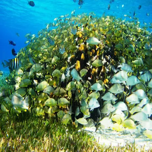 Palancar Gardens Reef Cozumel Dive Site
