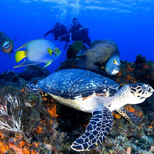 Palancar Gardens Reef Cozumel Dive Site