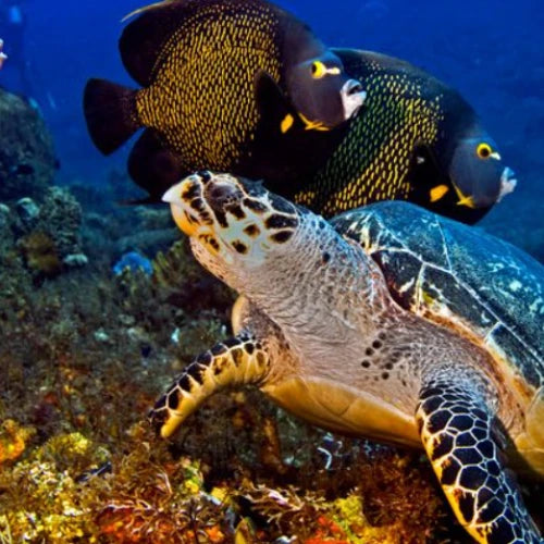 Palancar Gardens Reef Cozumel Dive Site