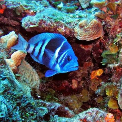 Palancar Horseshoe Reef Cozumel Dive Site