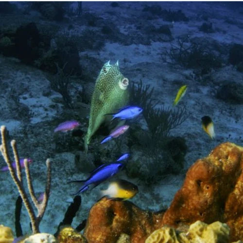 Palancar Horseshoe Reef Cozumel Dive Site