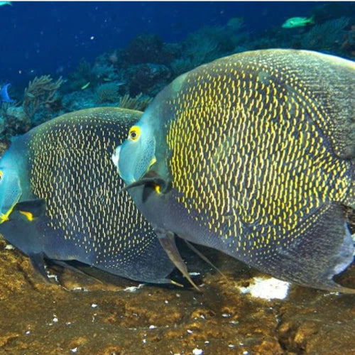 Palancar Horseshoe Reef Cozumel Dive Site