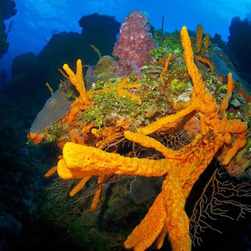 Palancar Horseshoe Reef Cozumel Dive Site