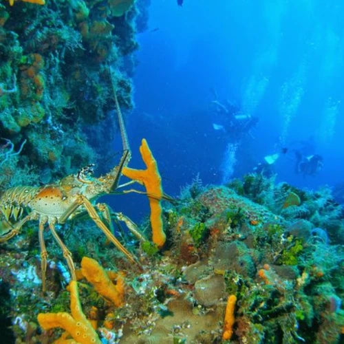Palancar Horseshoe Reef Cozumel Dive Site