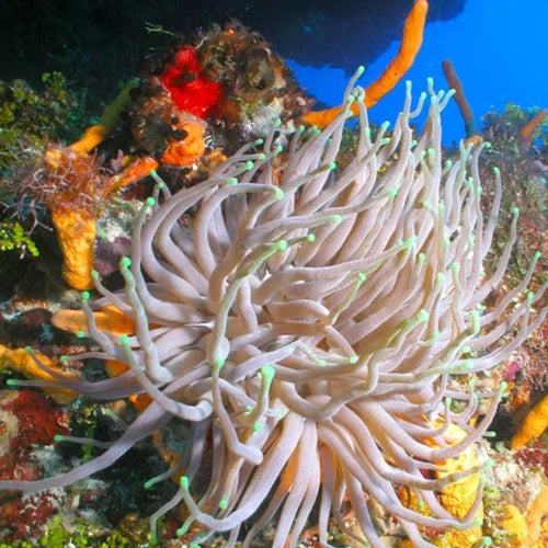 Palancar Horseshoe Reef Cozumel Dive Site