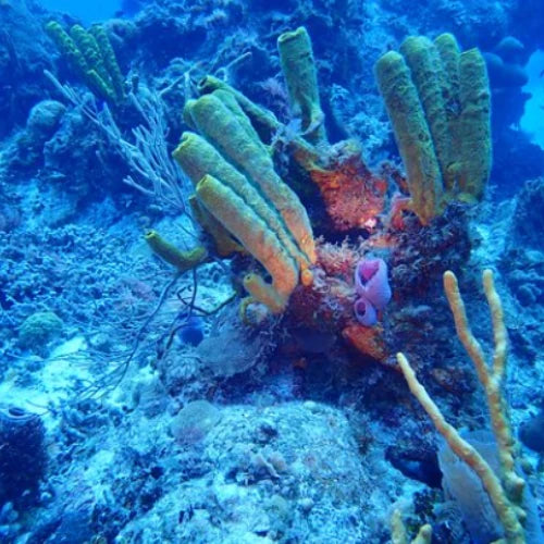 Palancar Caves Reef Cozumel Dive Site