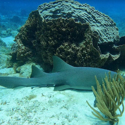 Paso del Cedral Reef Cozumel Dive Site