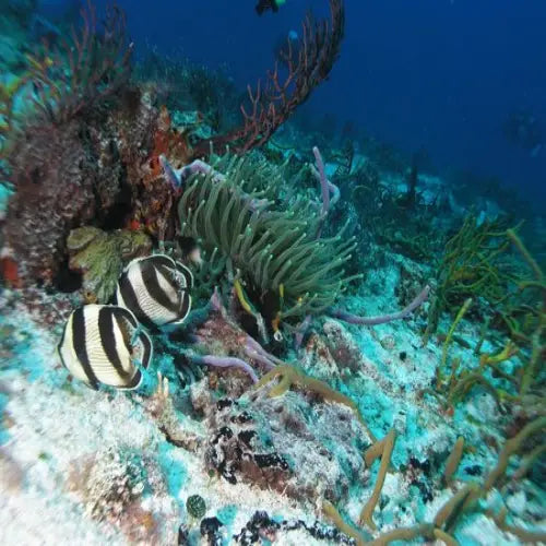 Paso del Cedral Reef Cozumel Dive Site