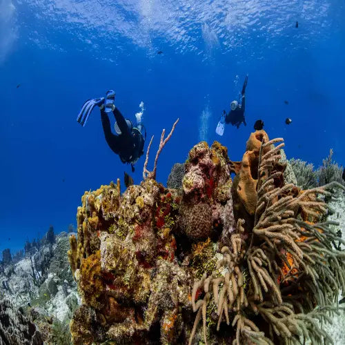 Paso del Cedral Reef Cozumel Dive Site