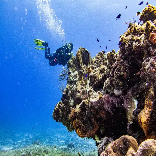 Paso del Cedral Reef Cozumel Dive Site