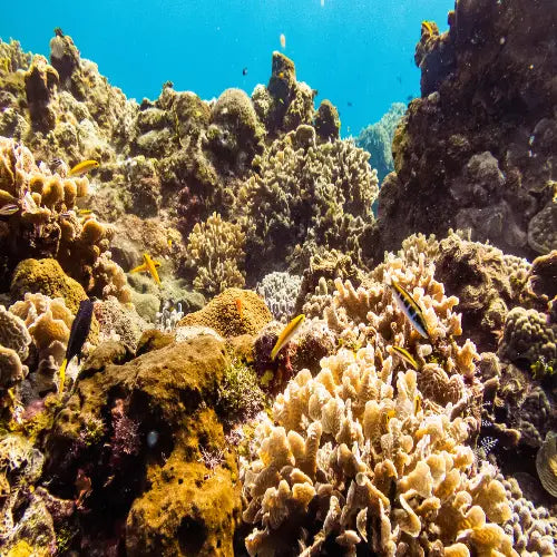 Paso del Cedral Reef Cozumel Dive Site