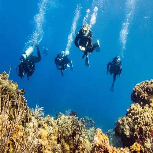 Paso del Cedral Reef Cozumel Dive Site