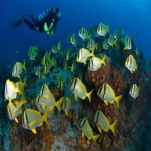 Paso del Cedral Reef Cozumel Dive Site