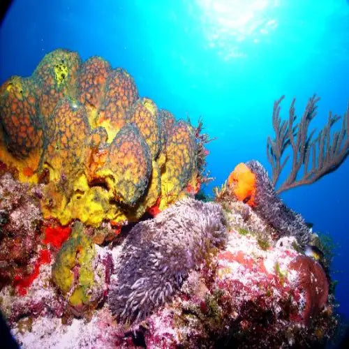 Paso del Cedral Reef Cozumel Dive Site